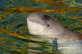 Image result for Phocoena phocoena