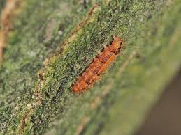 Attēlu rezultāti vaicājumam “Nola confusalis”