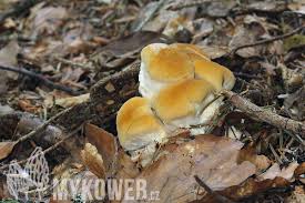 Attēlu rezultāti vaicājumam “Bondarzewia mesenterica”