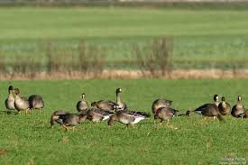 Attēlu rezultāti vaicājumam “Anser albifrons adult”