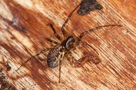 Attēlu rezultāti vaicājumam “Neriene montana”