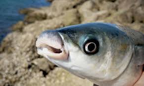 Image result for Chelon labrosus