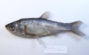 Image result for Hypophthalmichthys molitrix