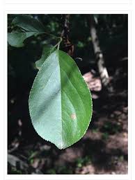 Attēlu rezultāti vaicājumam “Aronia melanocarpa leaf”
