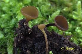 Attēlu rezultāti vaicājumam “Rutstroemia firma”