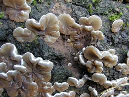 Attēlu rezultāti vaicājumam “Auricularia mesenterica”