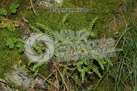 Attēlu rezultāti vaicājumam “Asplenium viride”