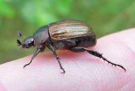 Attēlu rezultāti vaicājumam “Anomala dubia”