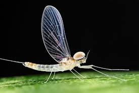 Attēlu rezultāti vaicājumam “Ephemeroptera”