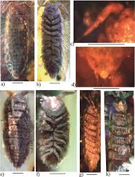 Attēlu rezultāti vaicājumam “Oniscoidea”