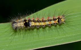 Attēlu rezultāti vaicājumam “Euproctis similis larva”
