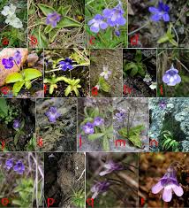 Attēlu rezultāti vaicājumam “Pinguicula vulgaris”