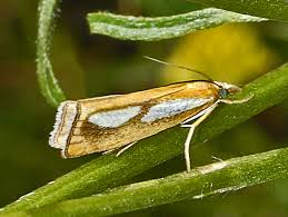 Attēlu rezultāti vaicājumam “Catoptria permutatellus”