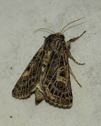 Attēlu rezultāti vaicājumam “Phalonidea permixtana”