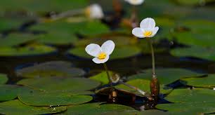 Attēlu rezultāti vaicājumam “Hydrocharitaceae”
