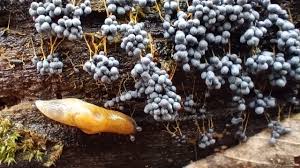 Attēlu rezultāti vaicājumam “Badhamia utricularis young”