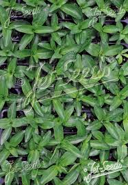 Attēlu rezultāti vaicājumam “Gentiana cruciata leaf”