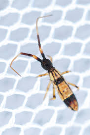 Attēlu rezultāti vaicājumam “Orchesella flavescens”