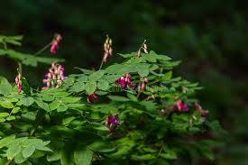 Attēlu rezultāti vaicājumam “Lathyrus niger leaf”