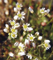 Attēlu rezultāti vaicājumam “Erophila verna flower”