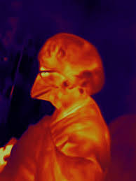 Image result for antoine d