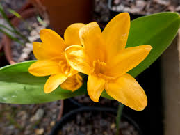 Attēlu rezultāti vaicājumam “Colchicum luteum flower”