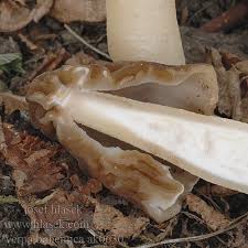 Attēlu rezultāti vaicājumam “Verpa bohemica”