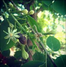 Attēlu rezultāti vaicājumam “Gymnocladus dioicus flower”
