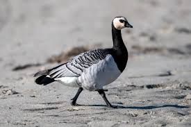 Attēlu rezultāti vaicājumam “Branta leucopsis adult”