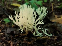 Attēlu rezultāti vaicājumam “Ramariopsis kunzei”