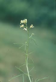 Attēlu rezultāti vaicājumam “Sisymbrium volgense leaf”