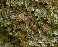 Attēlu rezultāti vaicājumam “Physconia detersa”