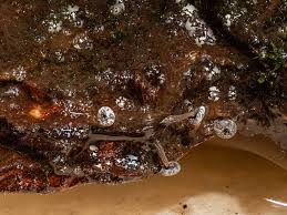 Attēlu rezultāti vaicājumam “Diderma umbilicatum stalked”