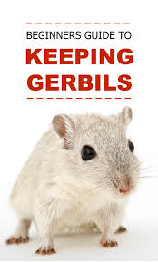 Image result for Gerbil