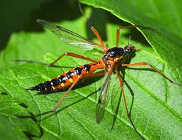 Attēlu rezultāti vaicājumam “Ctenicera pectinicornis male”
