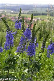 Image result for Veronica teucrium