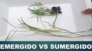 Attēlu rezultāti vaicājumam “Potamogeton rutilus”