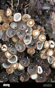 Attēlu rezultāti vaicājumam “Cyathus striatus”