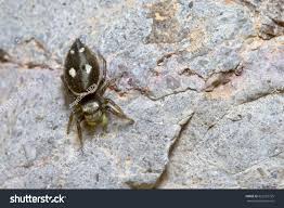 Attēlu rezultāti vaicājumam “Heliophanus sp.”