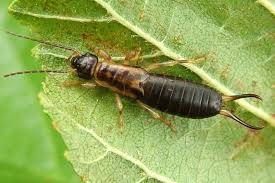 Attēlu rezultāti vaicājumam “Forficula auricularia”