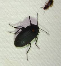 Attēlu rezultāti vaicājumam “Tetratomidae”