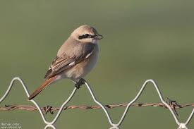 Image result for Lanius isabellinus