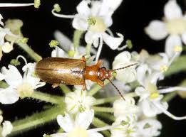 Attēlu rezultāti vaicājumam “Orsodacne cerasi”