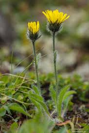 Image result for Alpenmohn