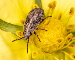 Attēlu rezultāti vaicājumam “Lygaeidae”