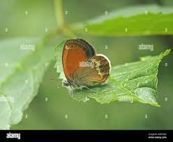 Attēlu rezultāti vaicājumam “Coenonympha arcania underside”