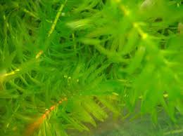 「水蘊草」的圖片搜尋結果