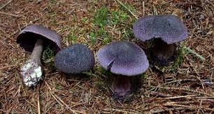 Attēlu rezultāti vaicājumam “Cortinarius violaceus”