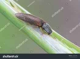 Attēlu rezultāti vaicājumam “Athous sp.”