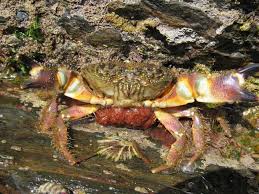 Image result for Eriphia verrucosa